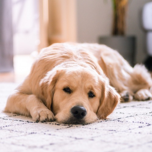 A cute dog lying on a rug