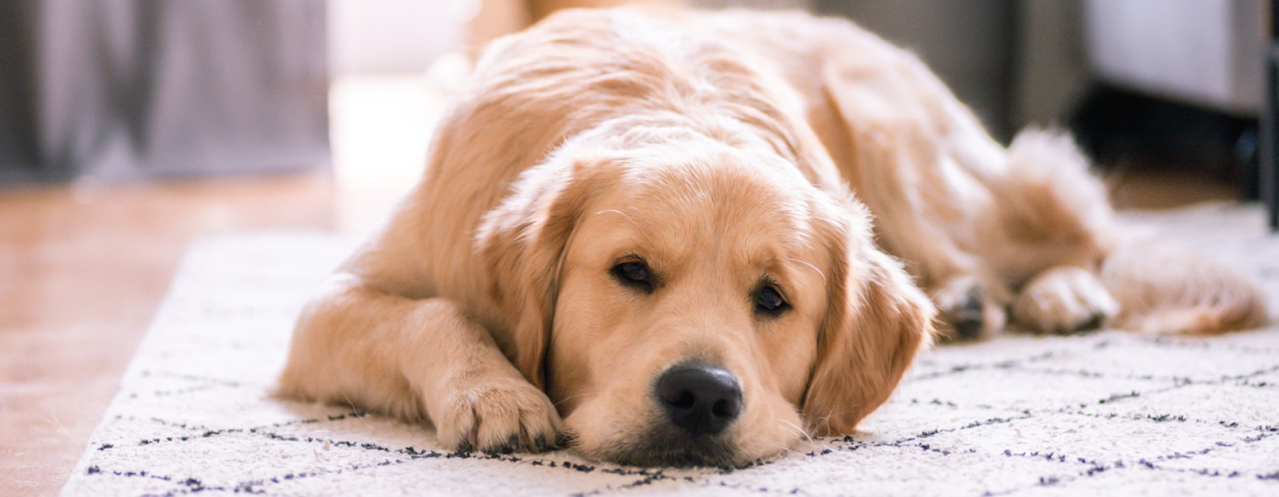 A cute dog lying on a rug